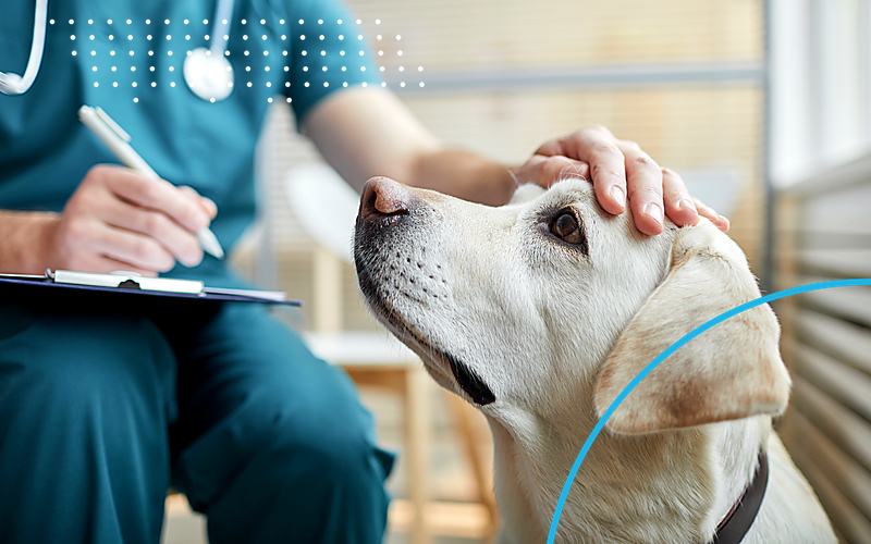 Veterinary Dog Checkup Neon Ring Cyan Emulent