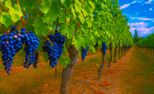 Creating Your Marketing Plan For Your Winery The Playbook