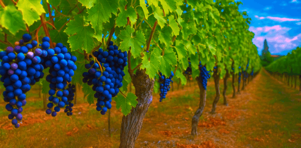 Creating Your Marketing Plan For Your Winery The Playbook